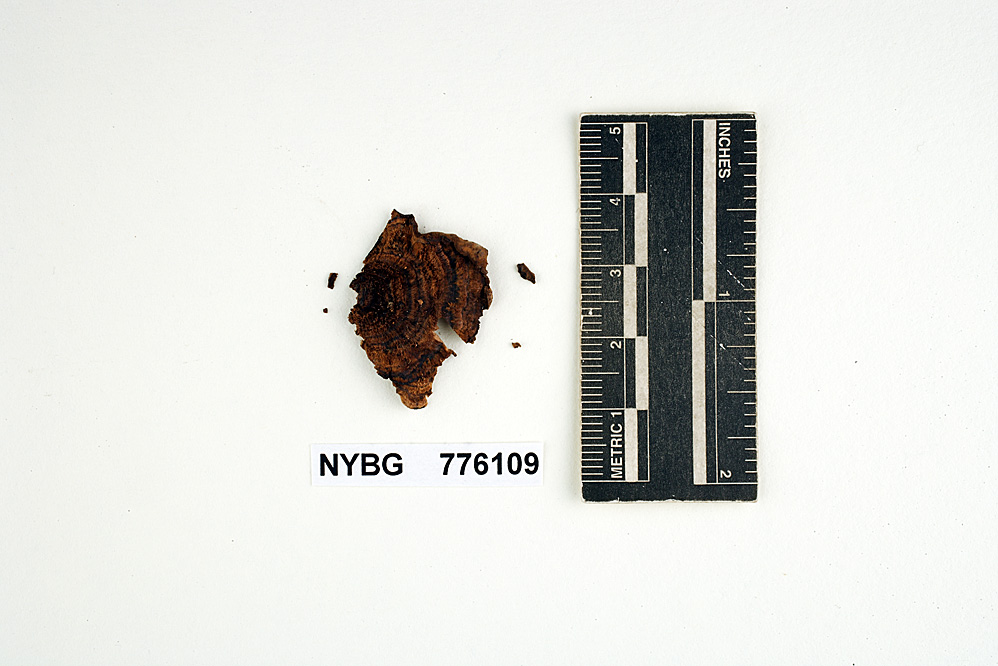 Stereum beigehimenium image