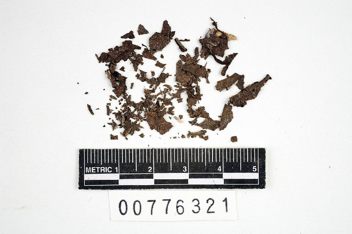 Chaetotyphula amylochaete image