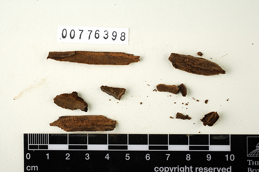 Pileodon philippinensis image