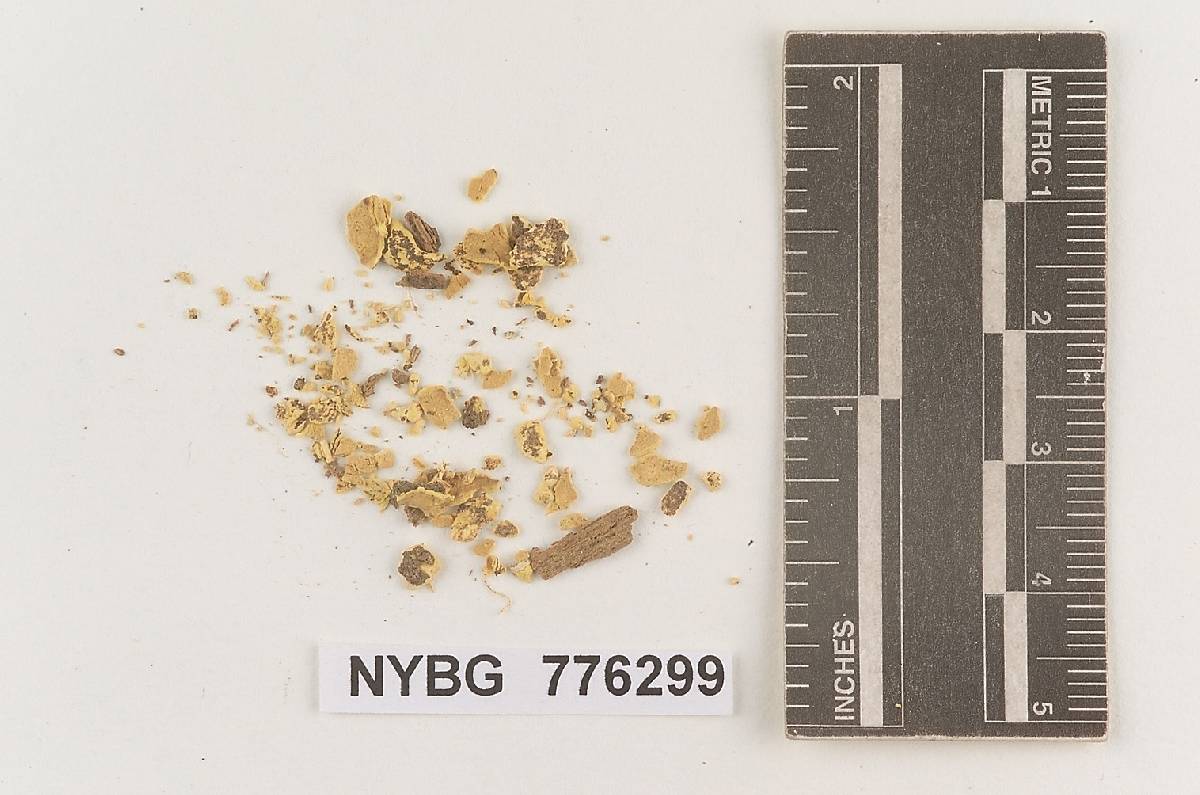 Coniophora flava image