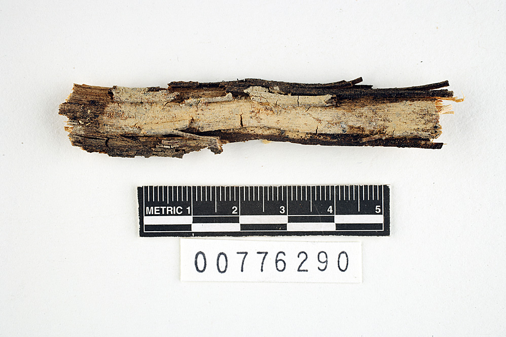 Corticium pilosum image