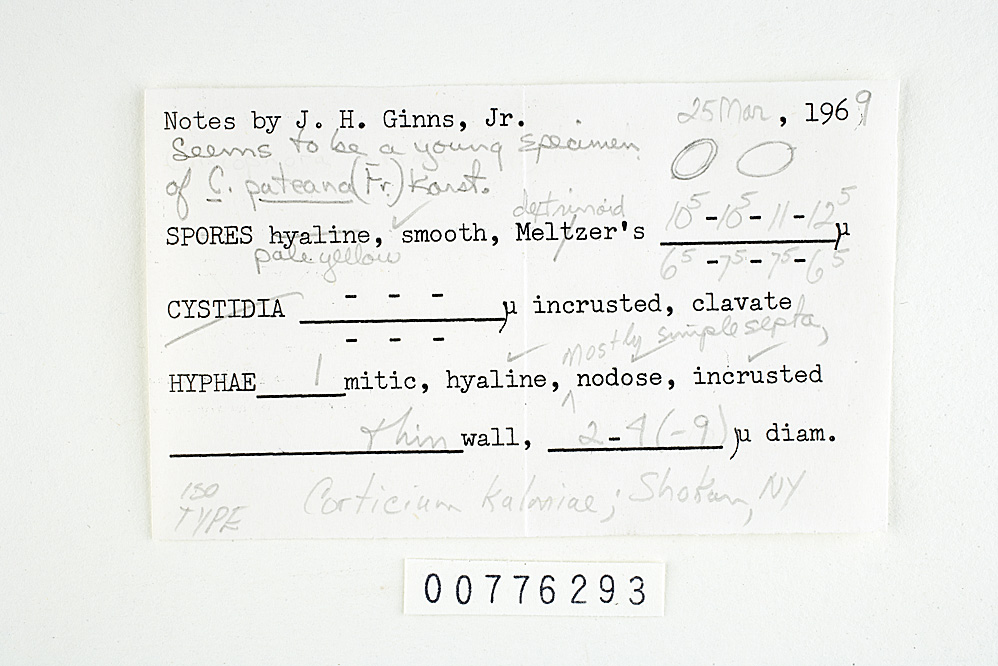 Corticium kalmiae image