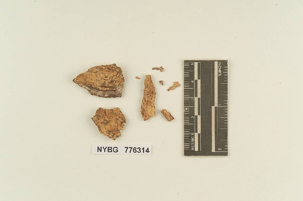 Grammothele polygramma image