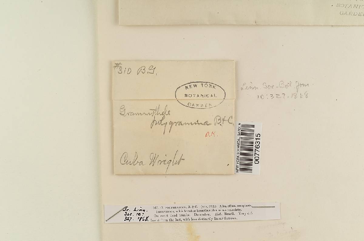 Grammothele polygramma image