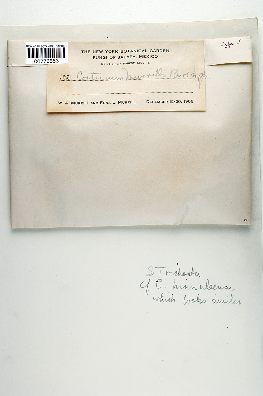 Corticium murrillii image