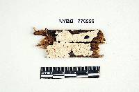 Radulomyces notabilis image