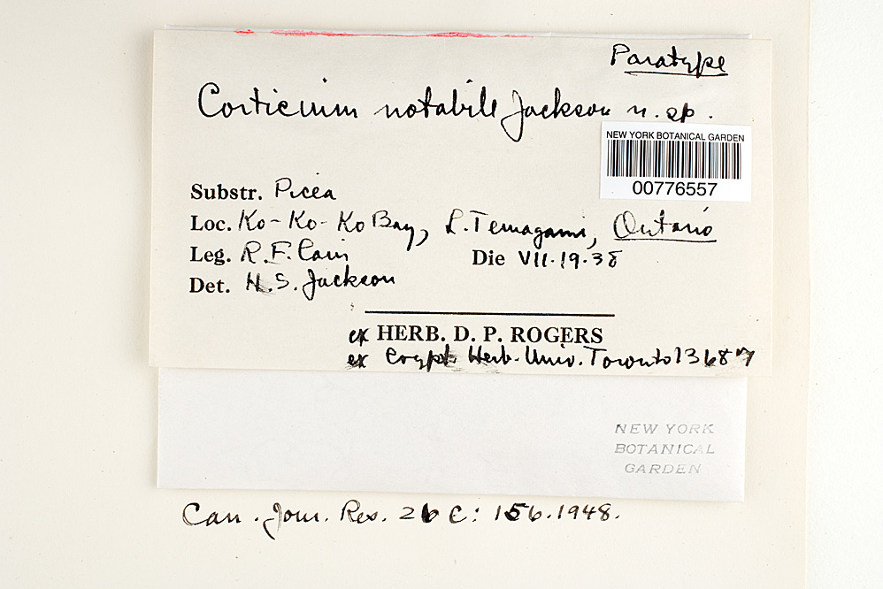 Radulomyces notabilis image