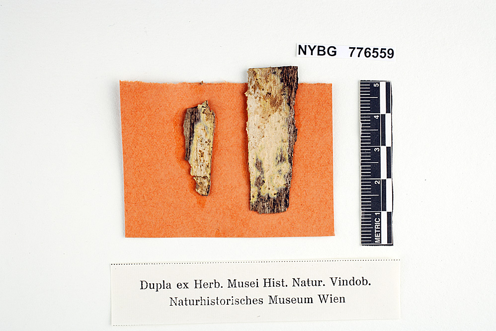 Corticium sulphureomarginatum image