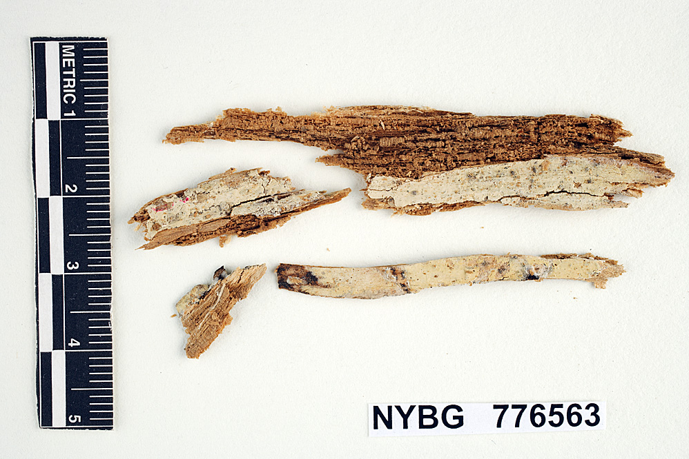 Radulomyces probatus image