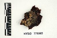 Corticium inopinatum image