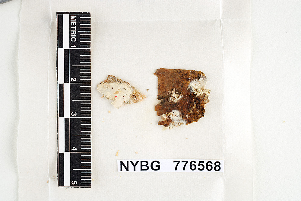 Scytinostroma praestans image