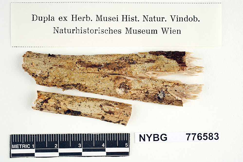 Corticium pallidovirens image