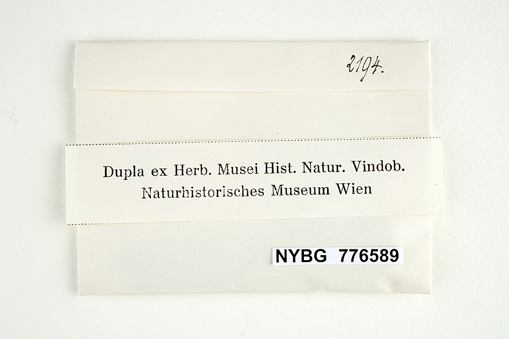 Phlebia griseoflavescens image