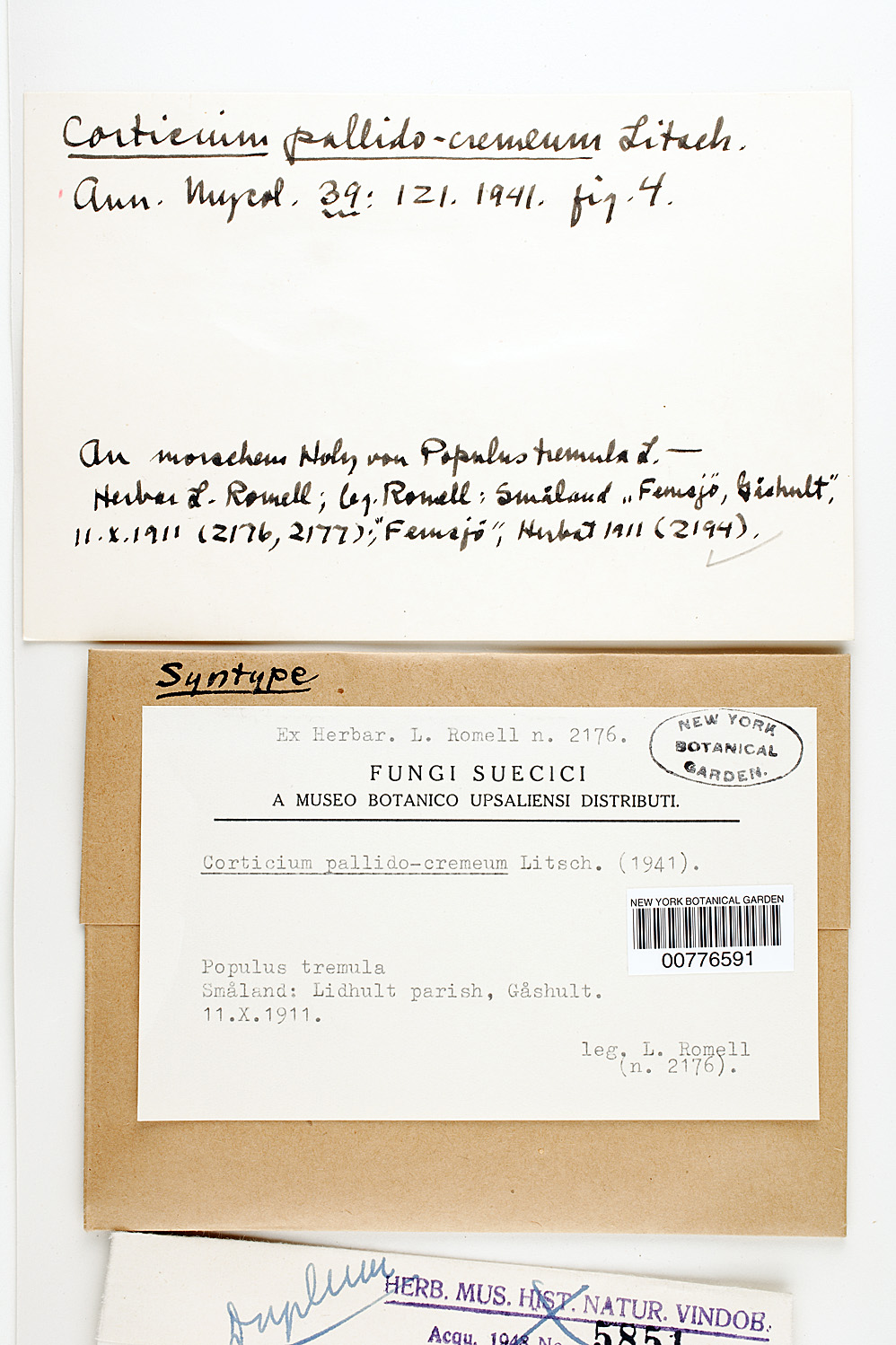 Phlebia griseoflavescens image