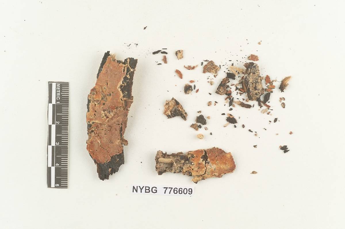Phanerochaete subceracea image