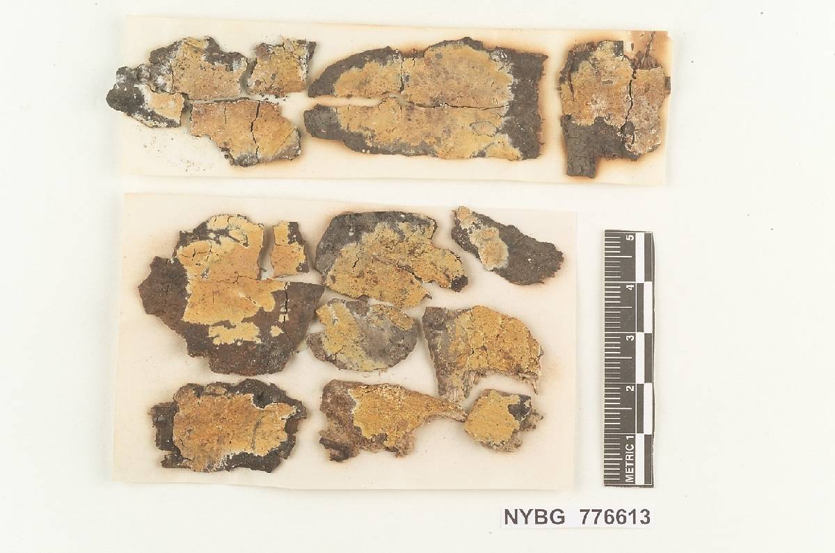 Ginnsia viticola image