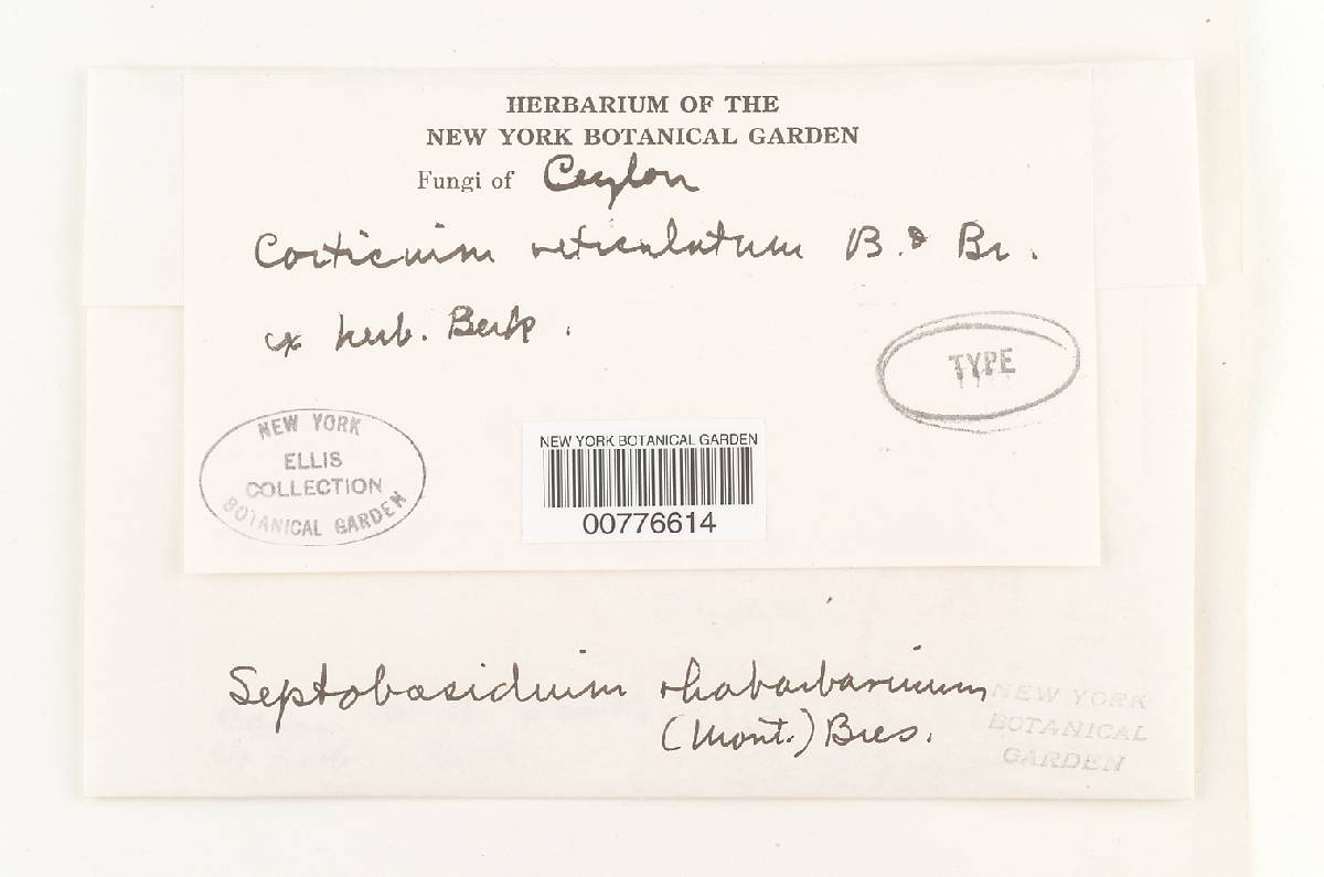 Corticium reticulatum image
