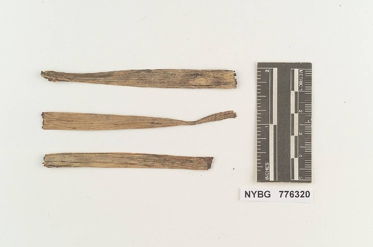 Pterula gracilis image