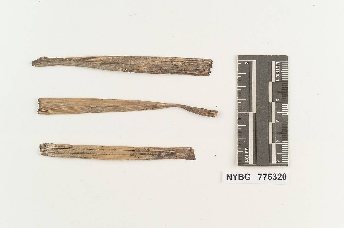 Pterula gracilis image