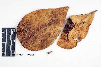 Physalacria clusiae image