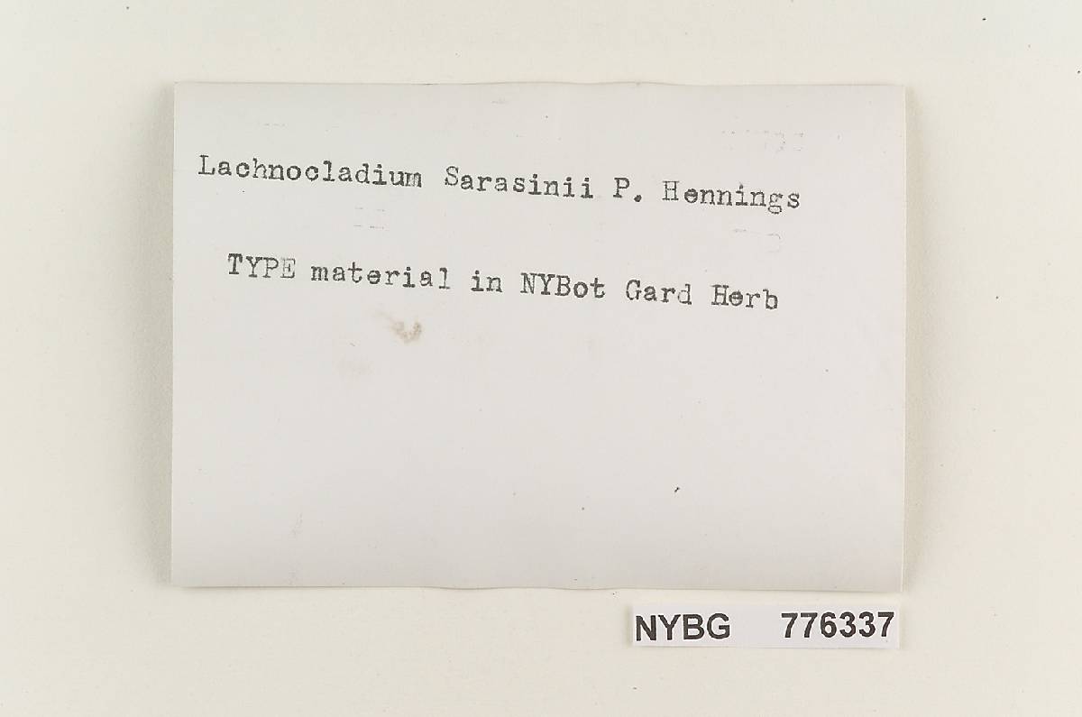 Lachnocladium sarasinii image