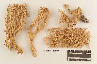 Ramaria foetida image