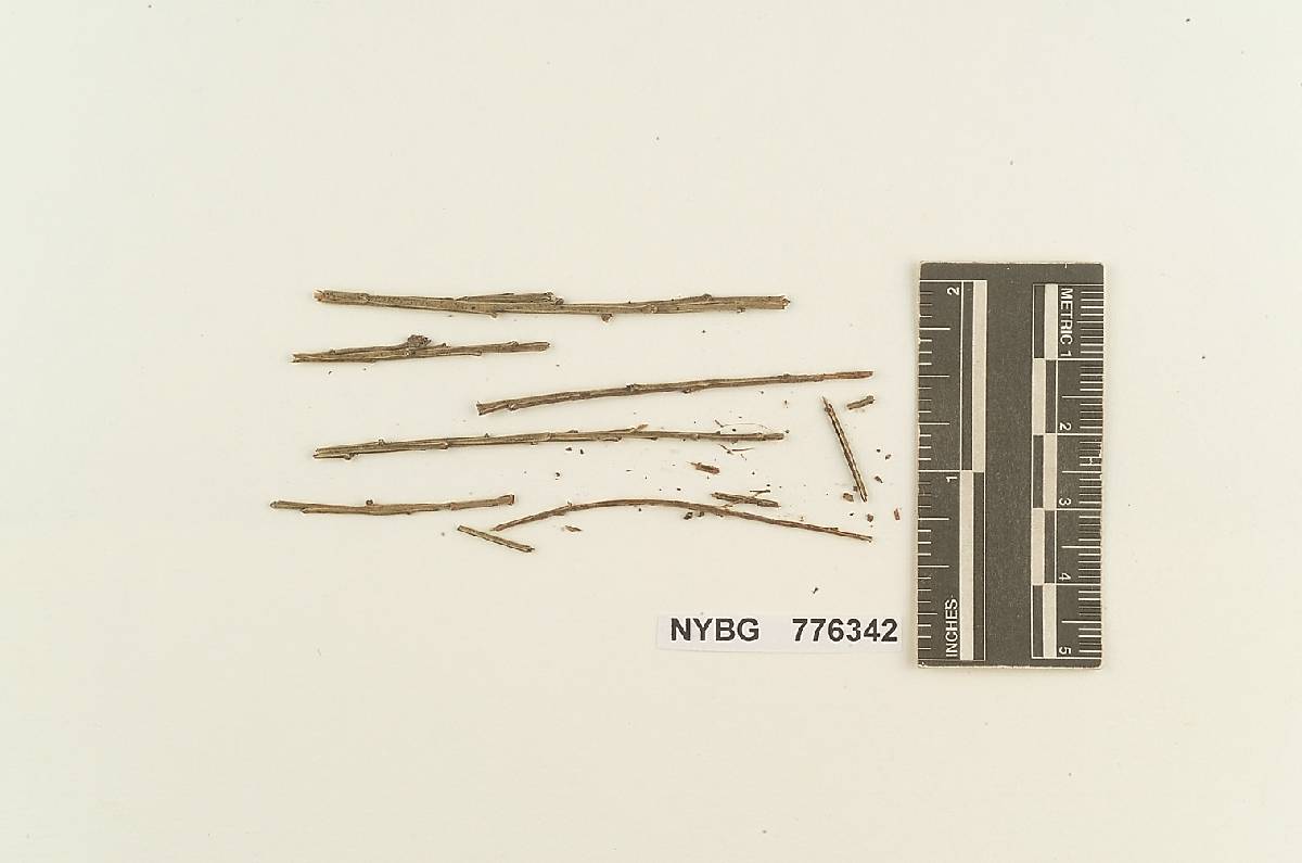 Pistillina rubra image
