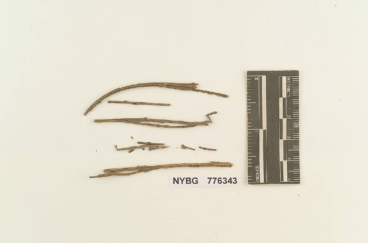 Pistillina rubra image