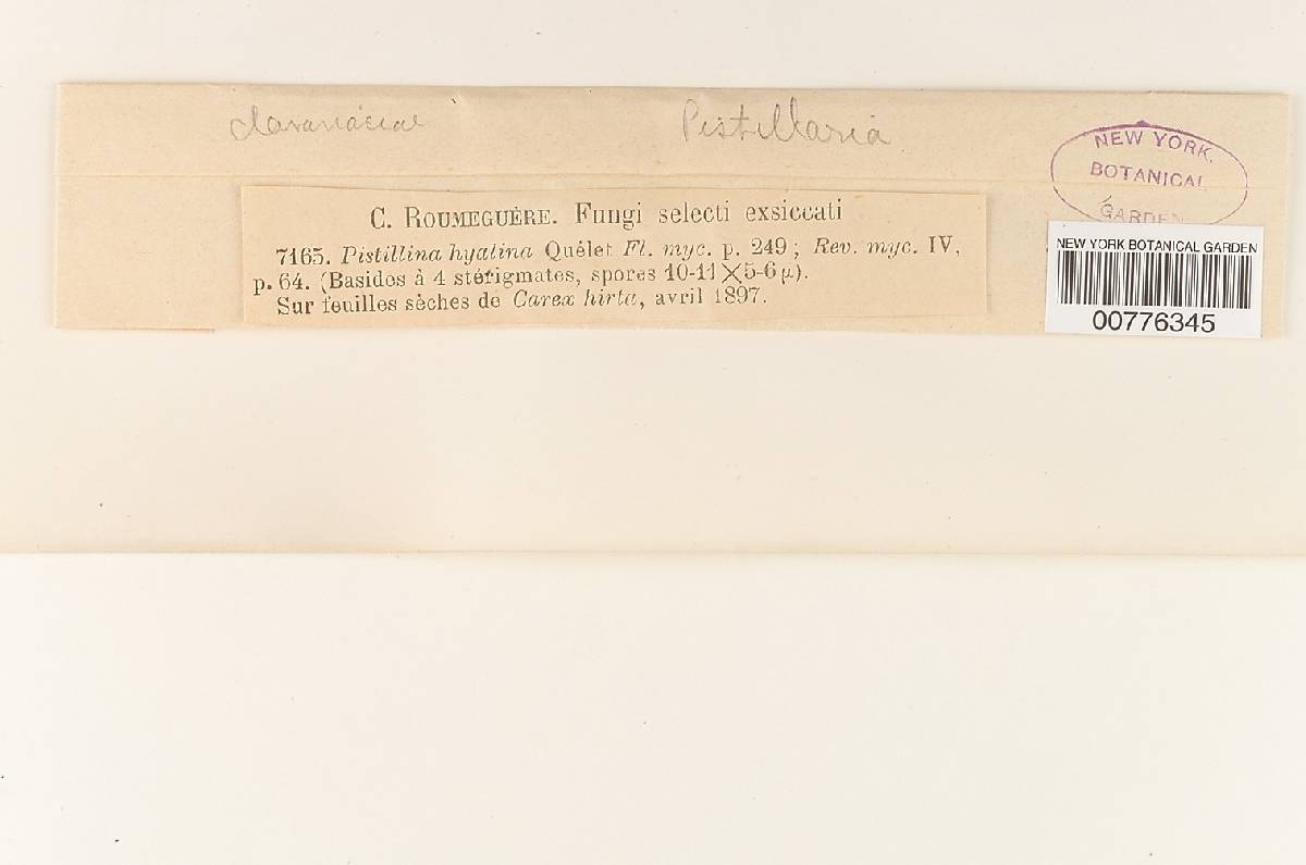 Pistillina hyalina image