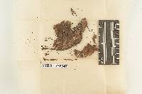Pistillaria trispora image