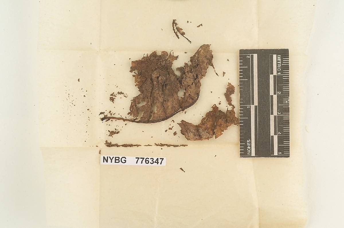 Pistillaria trispora image
