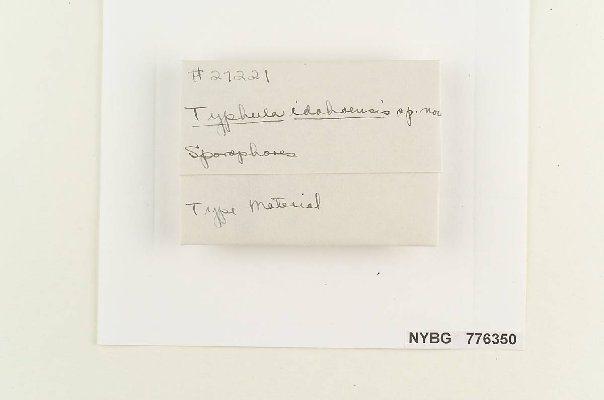Typhula idahoensis image