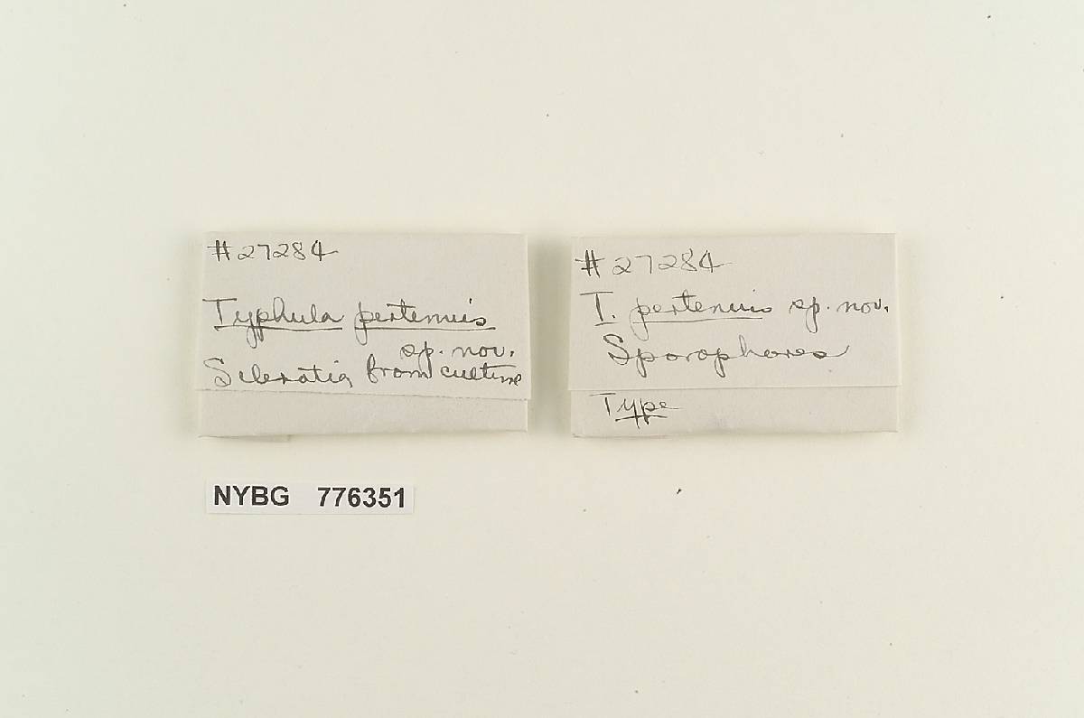 Typhula pertenuis image