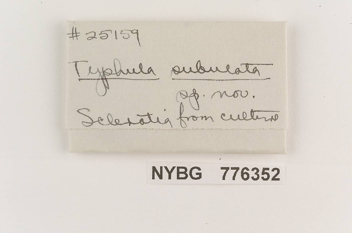 Typhula subulata image
