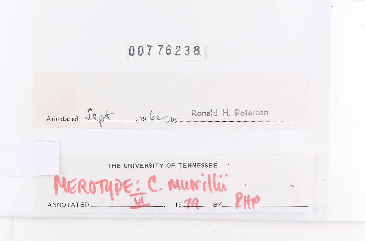 Ramaria murrillii image