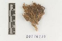 Clavaria decurrens var. australis image