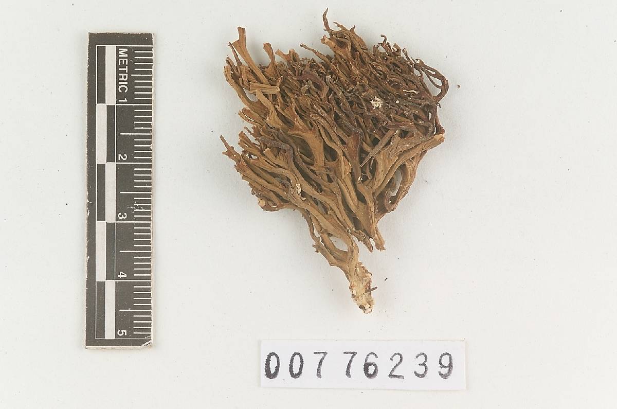 Clavaria decurrens var. australis image