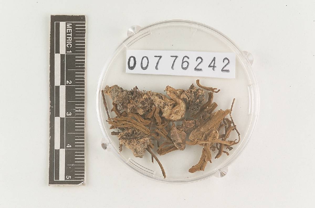 Ramaria longicaulis image