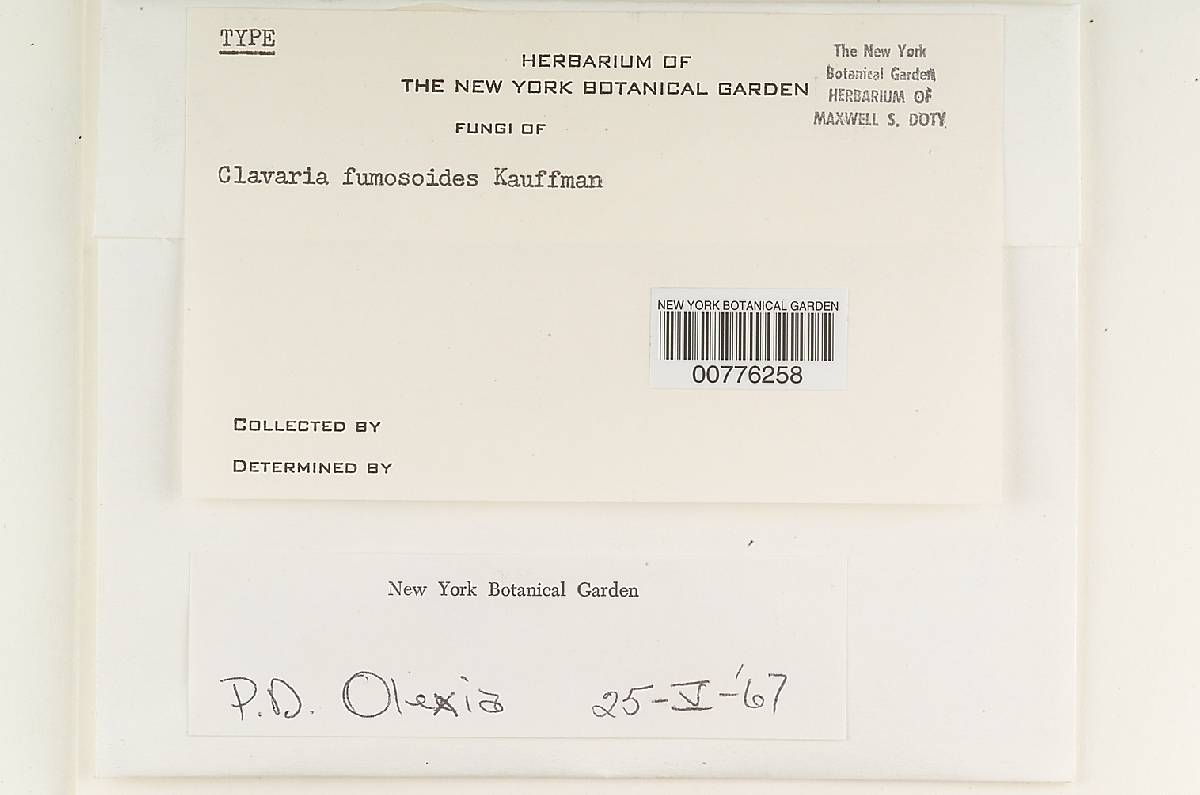 Clavaria fumosoides image