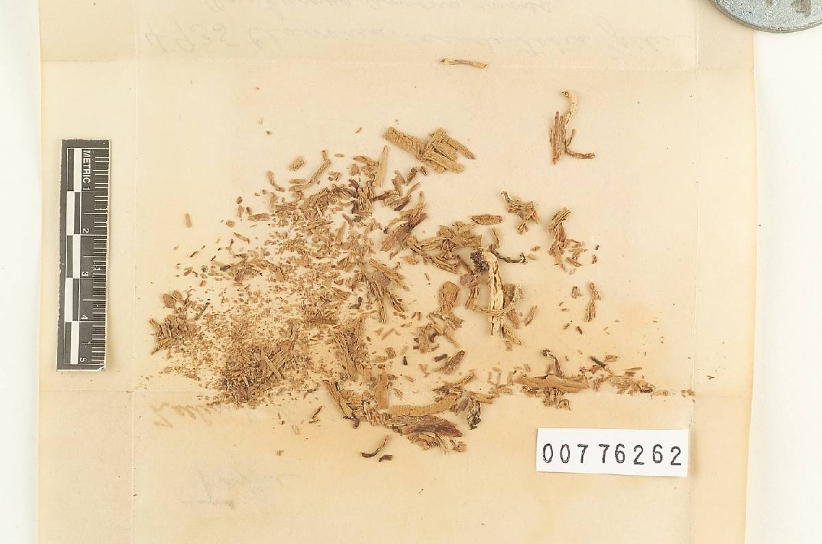 Clavaria occidentalis image