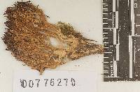 Ramariopsis kunzei image