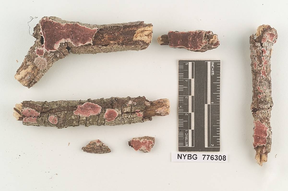Gloeoporus cystidiatus image
