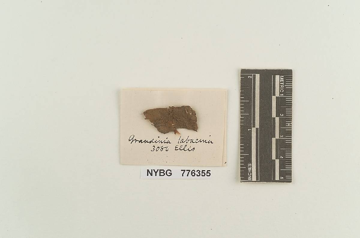 Grandinia tabacina image