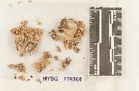 Steccherinum peckii image