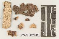 Image of Steccherinum basibadium