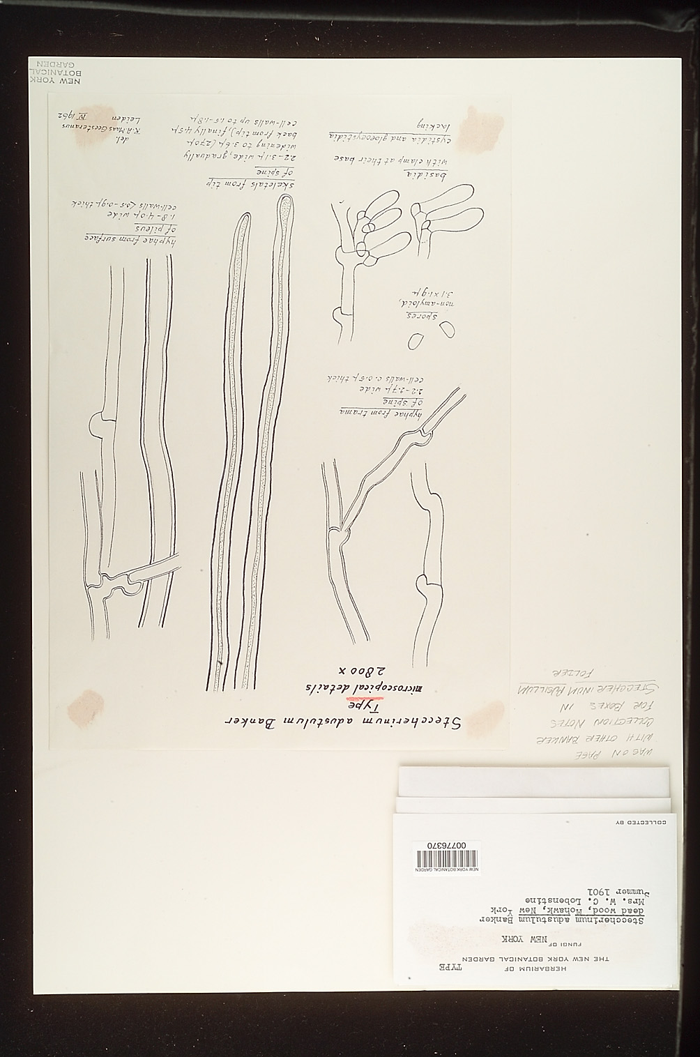 Steccherinum adustulum image