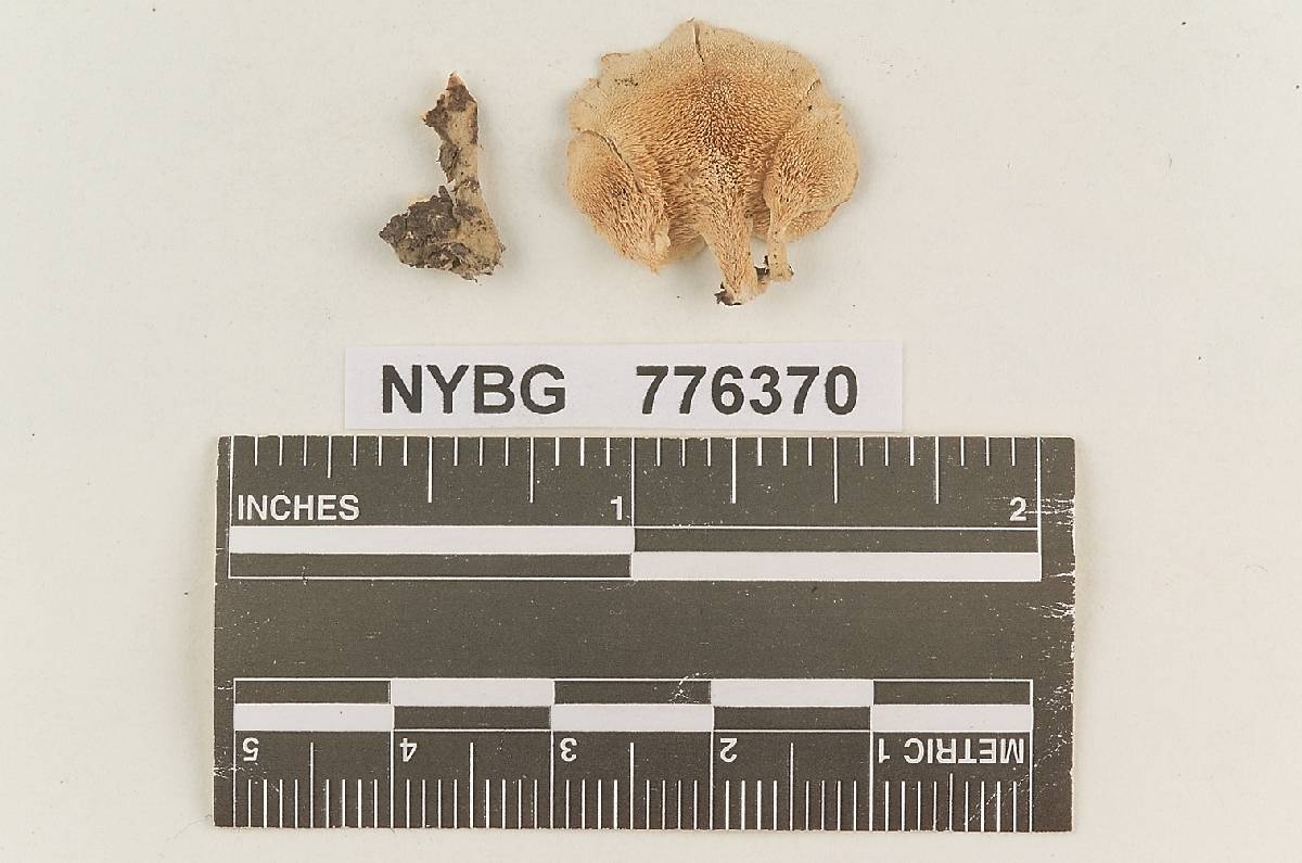 Steccherinum adustulum image