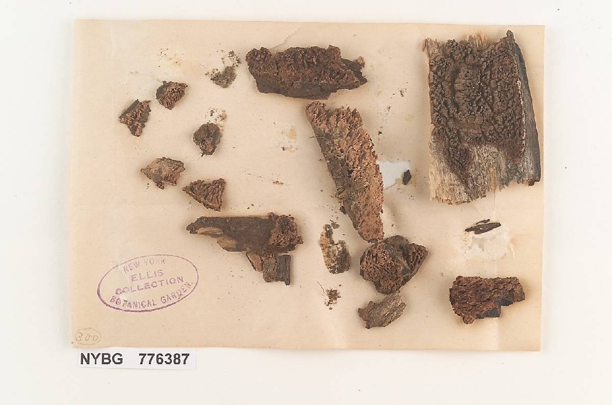 Radulum concentricum image