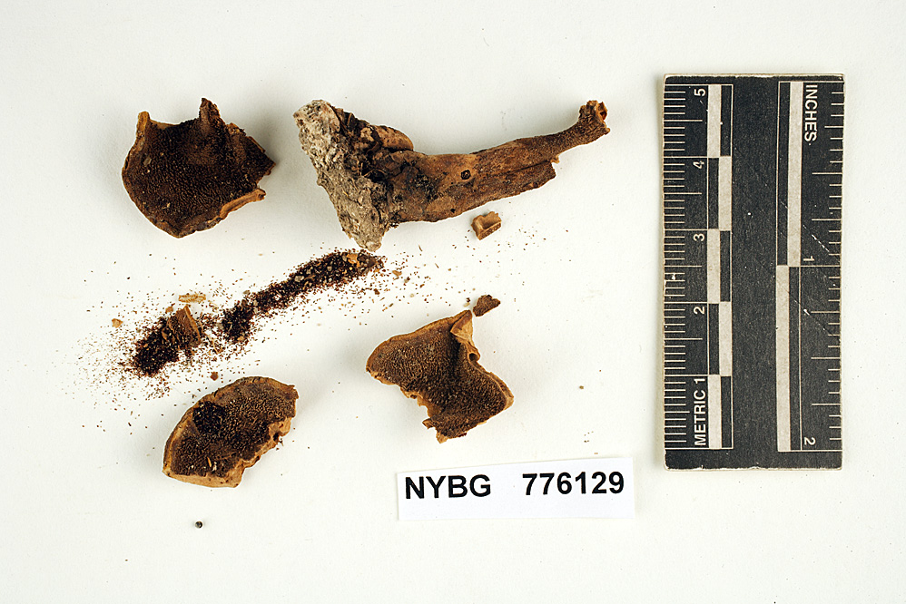 Hydnellum piperatum image