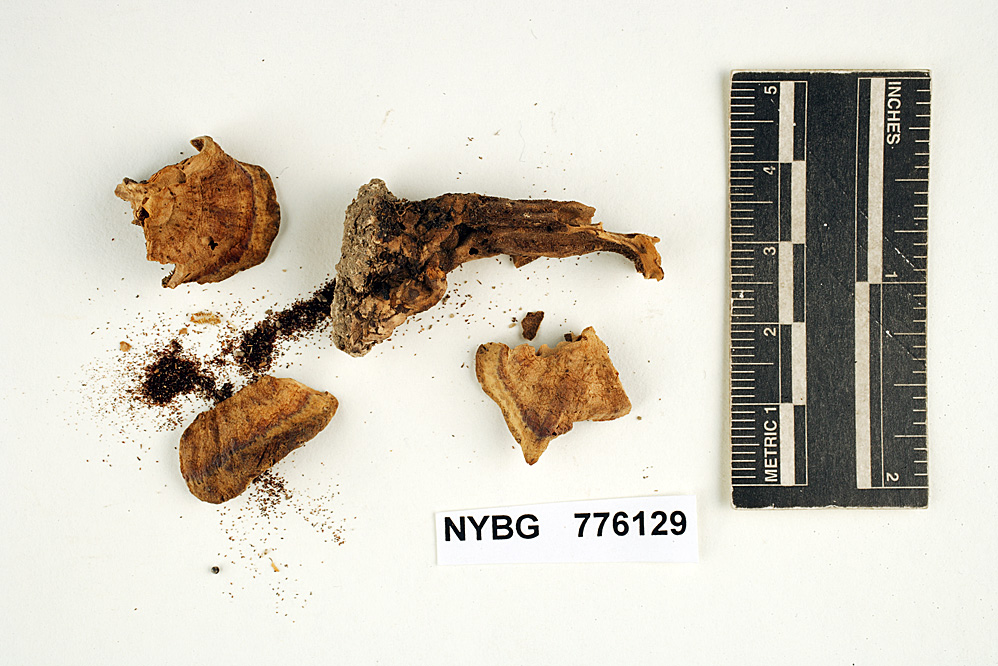 Hydnellum piperatum image